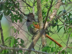 Synallaxis frontalis