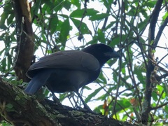 Cyanocorax cyanomelas
