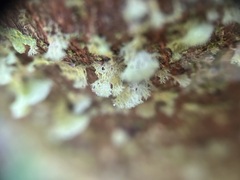 Ophiocordycipitaceae