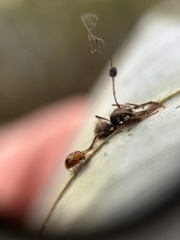 Ophiocordycipitaceae