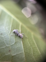 Ophiocordycipitaceae