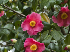 Camellia
