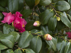 Camellia
