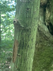 Acer pensylvanicum