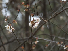 Prunus mume