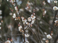 Prunus mume