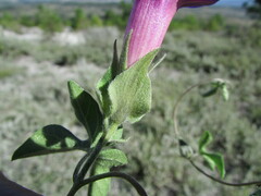 Ipomoea pubescens