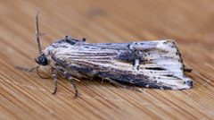 Crambodes talidiformis