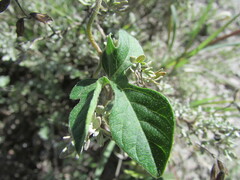 Ipomoea pubescens