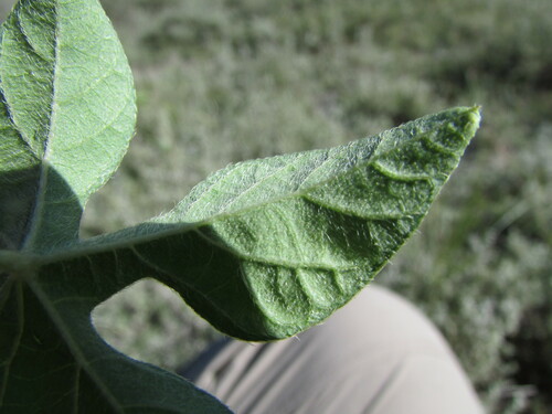 Image of Ipomoea pubescens by (c) Carlos Martorell, some rights reserved (CC BY)