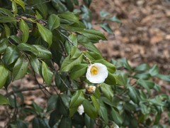 Camellia