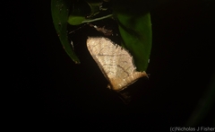 Hypolamprus ypsilon