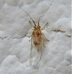 Mastigimas schwarzi
