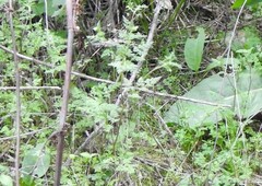 Anthriscus caucalis
