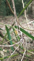 Neorumia lutea