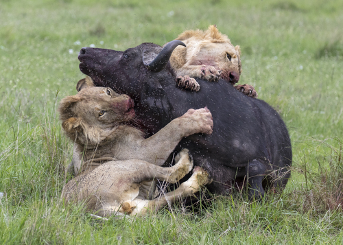 Lion, photo 9 of 9