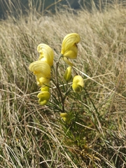 Aconitum anthora