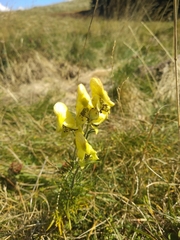 Aconitum anthora