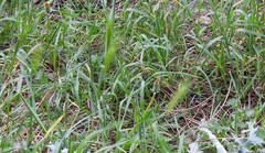 Hordeum murinum leporinum
