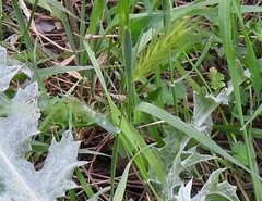Hordeum murinum leporinum