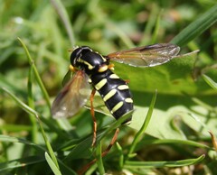 Xanthogramma citrofasciatum