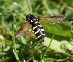 Xanthogramma citrofasciatum