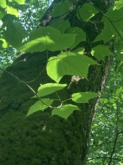Acer pensylvanicum