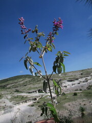 Salvia variana