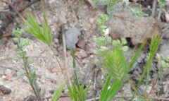 Hordeum murinum leporinum