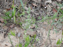 Hordeum murinum leporinum