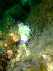 Goniobranchus aureopurpureus