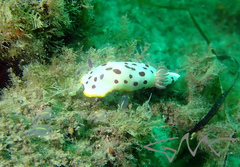 Goniobranchus splendidus
