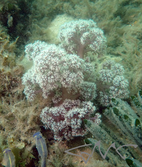 Dendronephthya australis