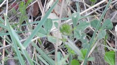 Trifolium cherleri