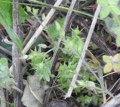 Lysimachia linum-stellatum