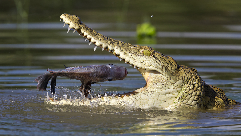 East African Crocodile from Rufiji, Tanzania on March 13, 2013 at 02:06 ...