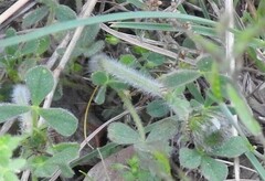 Trifolium cherleri