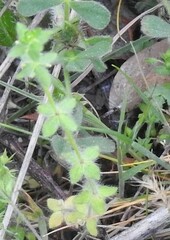 Cruciata pedemontana