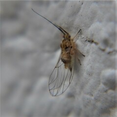 Mastigimas schwarzi