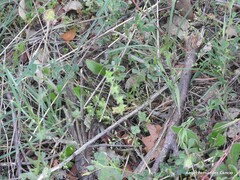 Trifolium cherleri