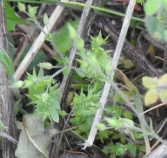 Cerastium brachypetalum