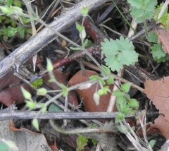 Cerastium brachypetalum