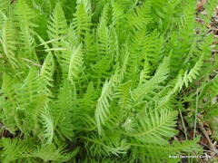 Achillea filipendulina