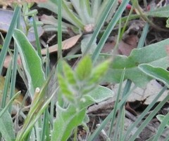 Bromus hordeaceus