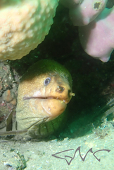 Gymnothorax prasinus