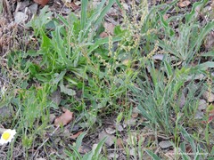 Bromus hordeaceus