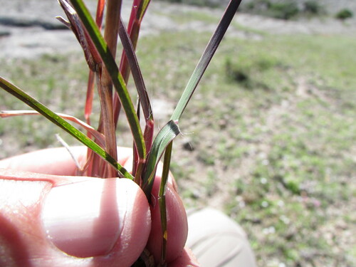Image of Crimson Bluestem (Schizachyrium sanguineum) by (c) Carlos Martorell, some rights reserved (CC BY)
