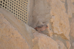 Bucanetes githagineus