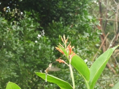 Phaethornis