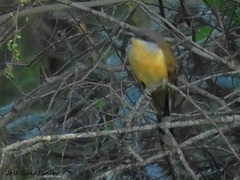 Coccyzus melacoryphus